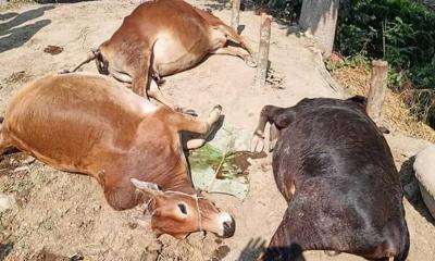 প্রচন্ড তাপদাহে বেড়ায় দুই সপ্তাহে ৩০ গরুর মৃত্যু 