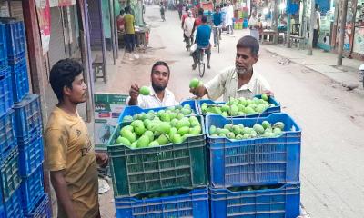 ঘোড়াঘাট কাঁচা আমে তৈরি হবে আঁচার 