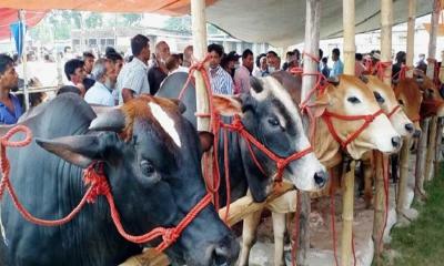 রাজধানীর যেসব স্থানে বসবে কোরবানির পশুর হাট