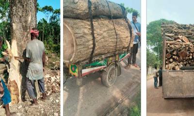 যশোর জেলা পরিষদে চলছে গাছ চুরির মহোৎসব সরকার হারাচ্ছে রাজস্ব