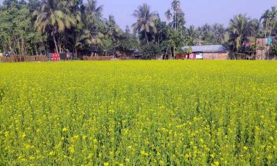 অভয়নগরে সরিষার বাম্পার ফলনে আশা কৃষকদের