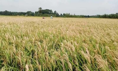 অভয়নগরে ধানে মাজরা পোকার আক্রমণে কৃষকের হাসি ম্লান