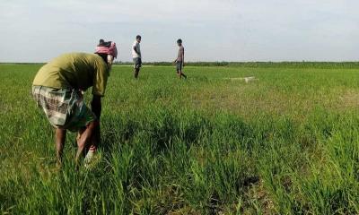 পাটগ্রামে বালুচরে ফসলের সমারোহ