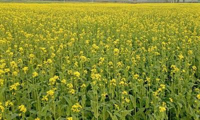 রাণীশংকৈলে সরিষা চাষে বাম্পার ফলনের সম্ভাবনা