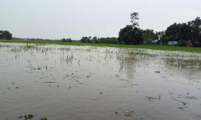 বারহাট্টায় পাহাড়ি ঢলে ক্ষতির মুখে কৃষক ও মৎস্যচাষিরা 