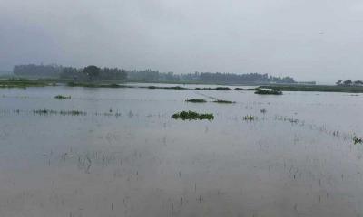 ভারী বৃষ্টির পানির নিচে বানিয়াচং কৃষকের স্বপ্ন