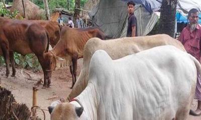 ফেনীতে আবারও অস্ত্র ঠেকিয়ে গরু লুট