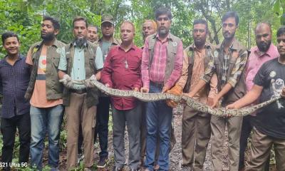 উদ্ধারকৃত বার্মিজ পাইথনটি কাপ্তাই জাতীয় উদ্যানে অবমুক্ত