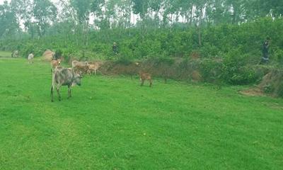 গারো পাহাড়ে ৩৫ হাজার কোরবানির গরু প্রস্তুত