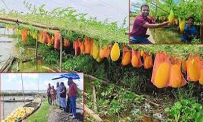 দেবহাটায় অপ সিজনের তরমুজ চাষে সাড়া ফেলেছে কৃষক